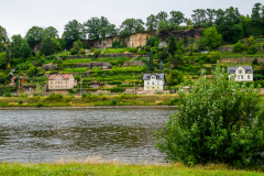 Erste Weinberge am Elbufer bei Pirna