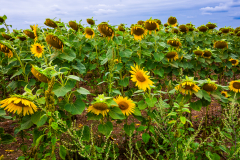 Immer wieder treffe ich auf Felder mit Sonnenblumen - viele Pflanzen leiden unter der Feuchtigkeit des Sommer 2023